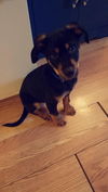 Rocky pup