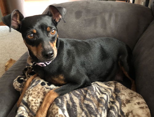 Penny