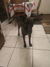Pepper
