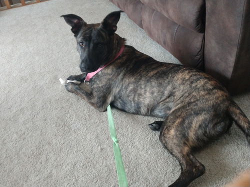 Pepper