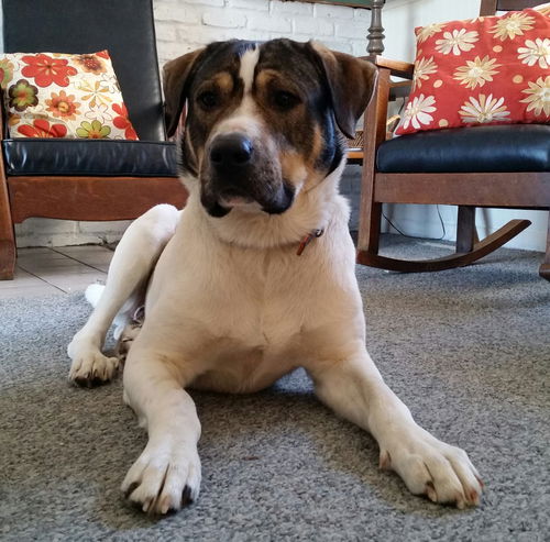 Zeke