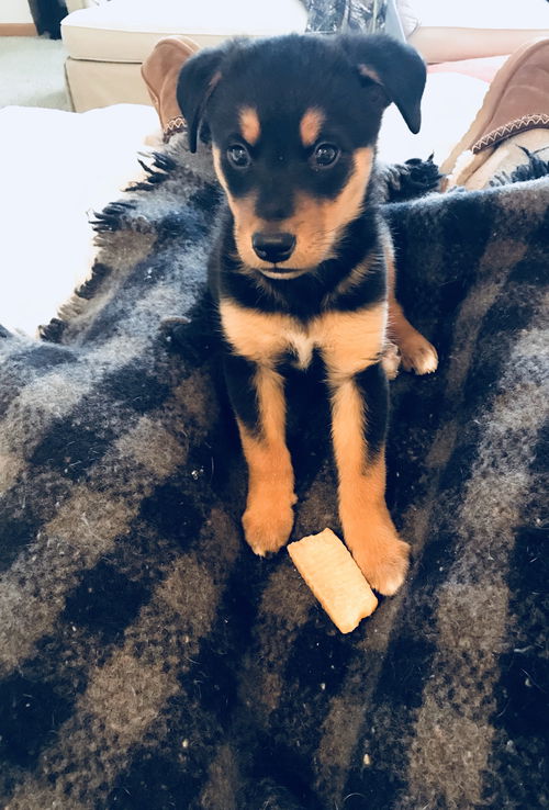 Ovie