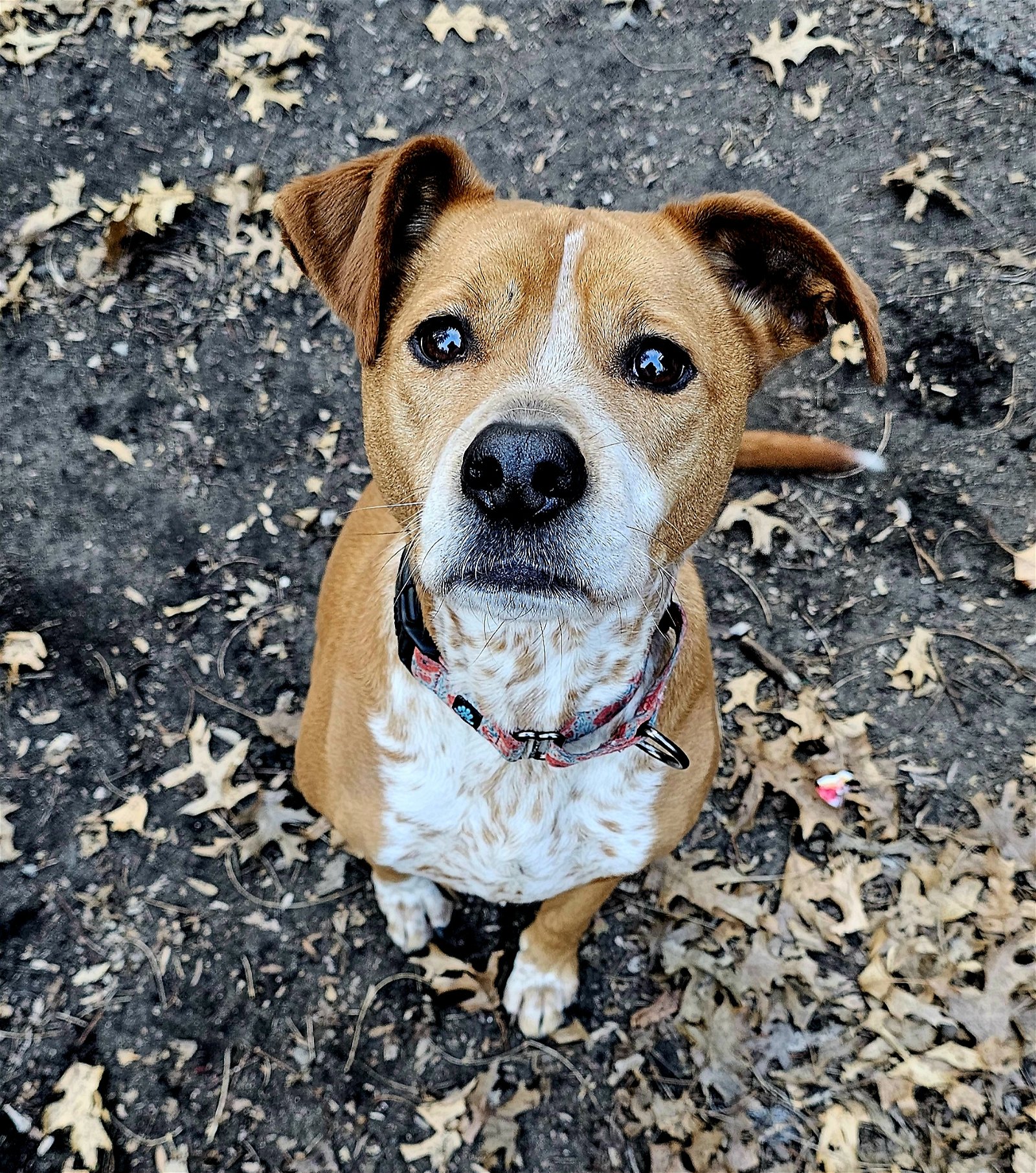 adoptable Dog in Minneapolis, MN named Ginger