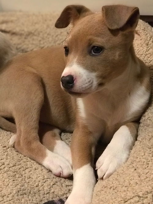 Paxton