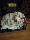 Rosie