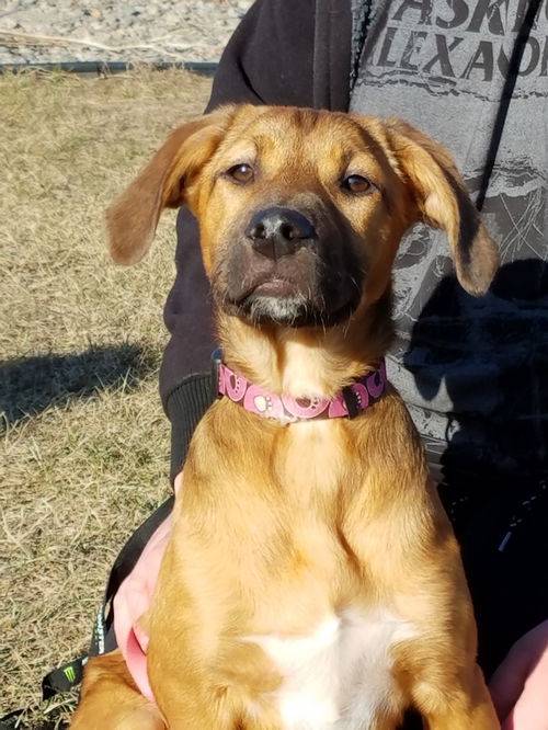 Daisy pup