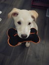 Eli