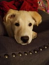 Eli