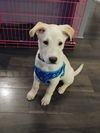 Eli