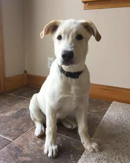 Eli