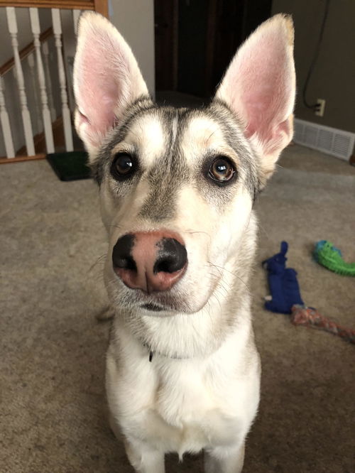Bella