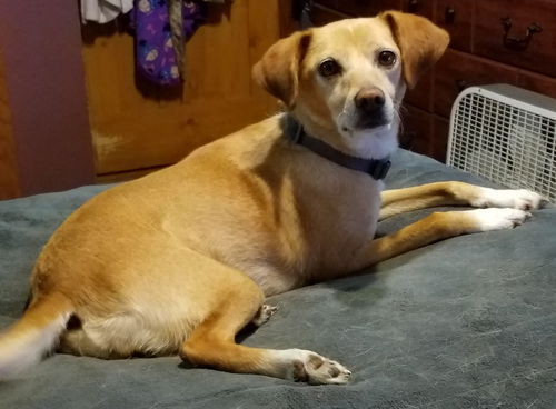 Heidi