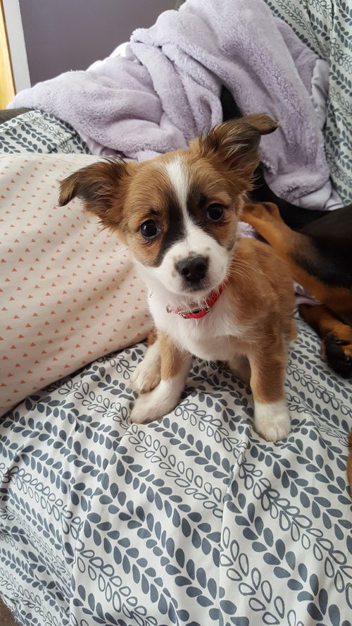 Tara