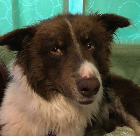 Sammie