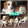 Jack II