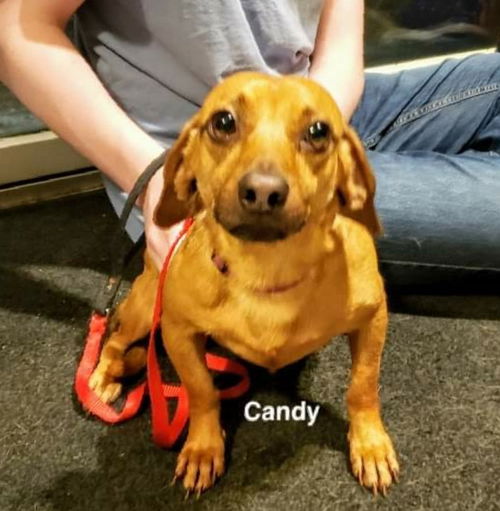 Candy