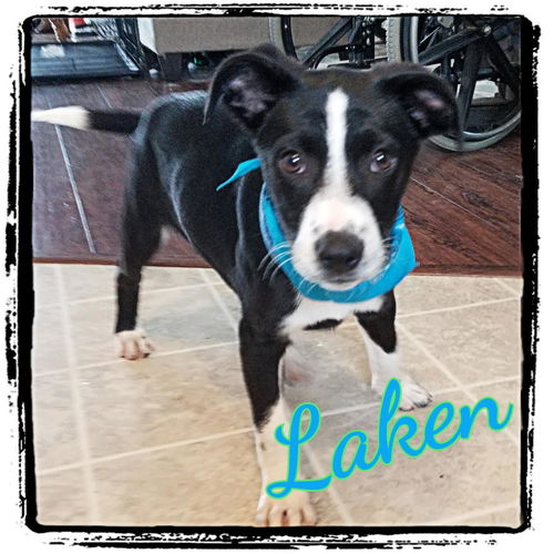 Laken
