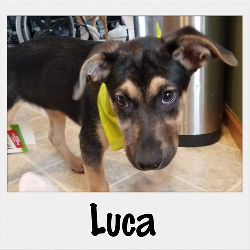 Luca
