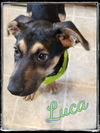 Luca