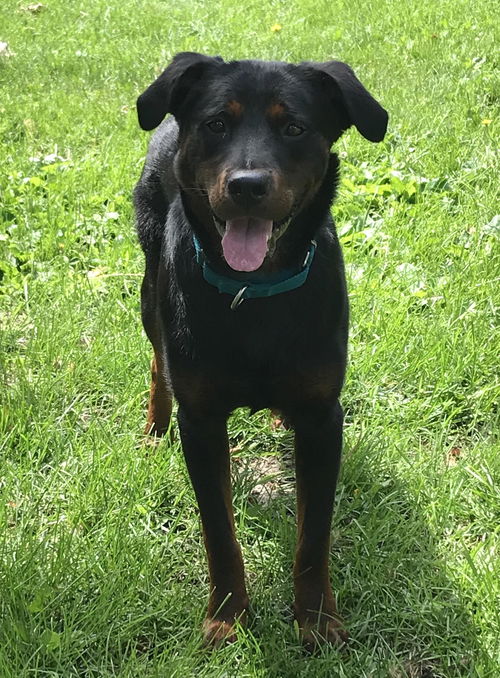 Zorro