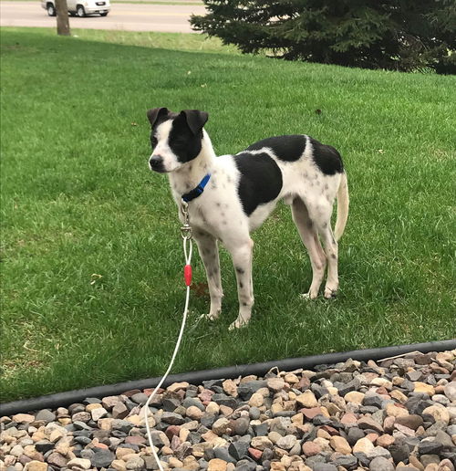 Paul (HW+ leg issue)