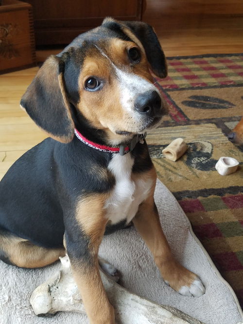 Willow