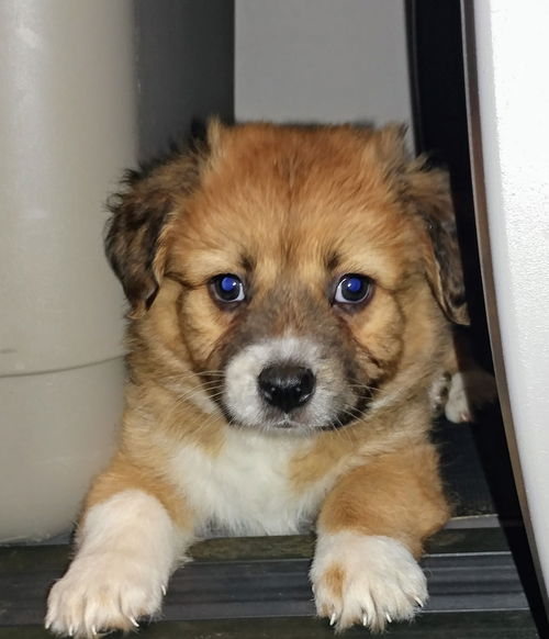 Watson