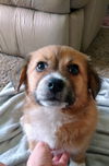 Watson