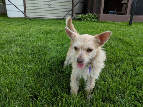 Lily the terrier