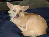 Lily the terrier
