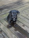 Tobbie pup