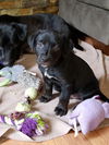 Tobbie pup