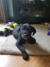 Tobbie pup
