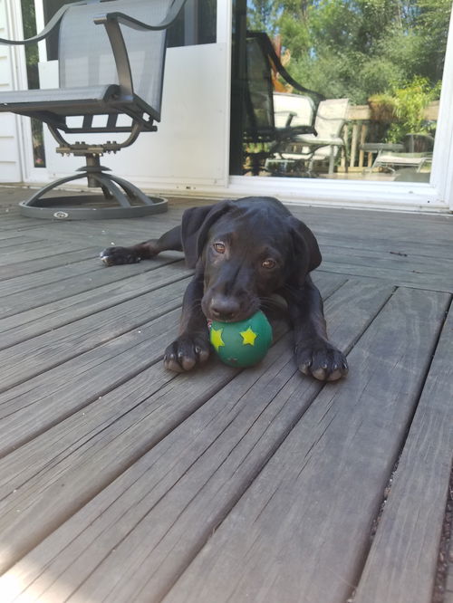 Tobbie pup