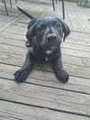 Tobbie pup