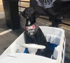 Tobbie pup