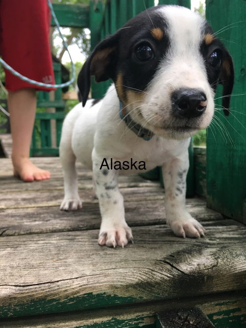 Alaska