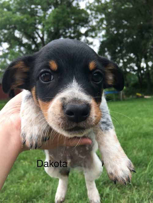 Dakota