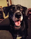 Daisy
