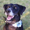 Daisy