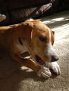 Zander