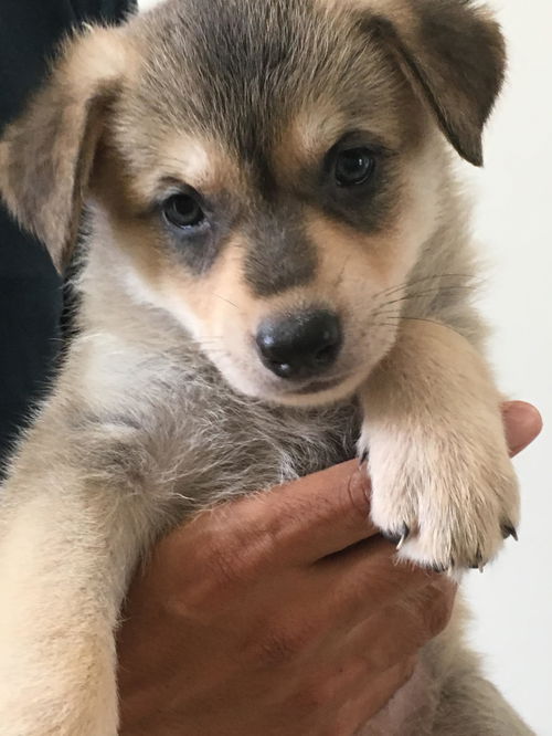 Zora