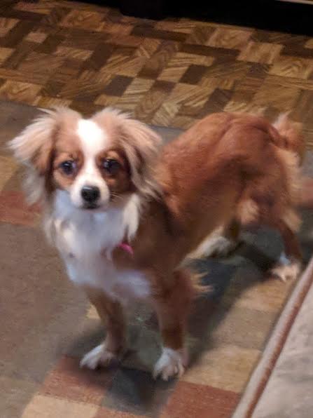 Hazel