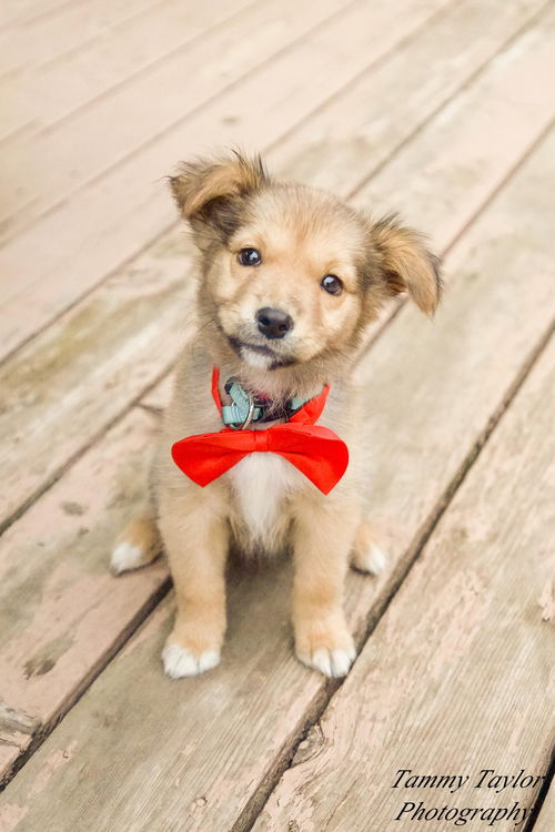 Gizmo
