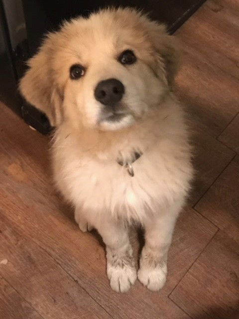 Ivy pup
