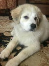 Ivy pup