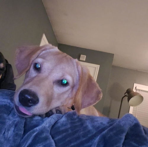 Nala