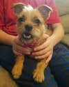 Darci