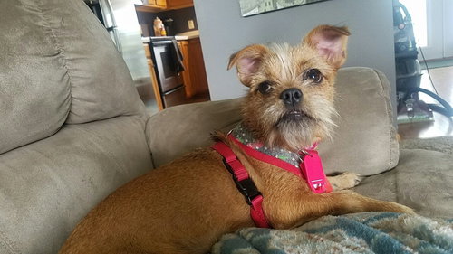 Darci