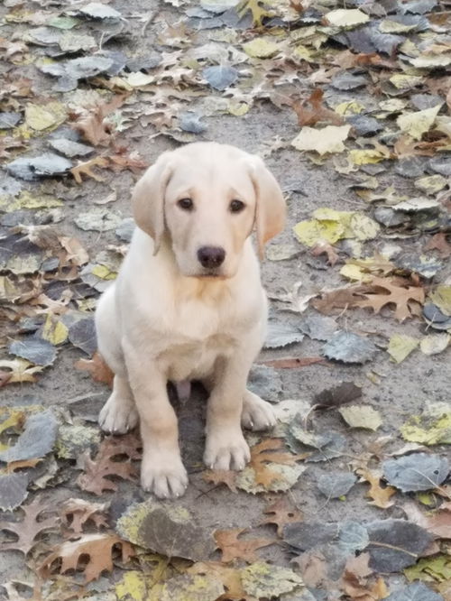 Finn
